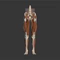 Human Head Organs Anatomical Structure 3D Render Model With Detailed Muscular View